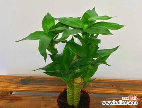 探索富贵竹在风水学中的寓意与作用 富贵竹