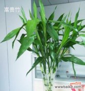 探索富贵竹在风水学中的寓意与作用 富贵竹