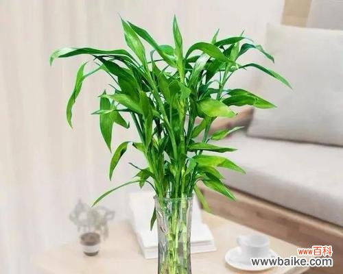 揭秘富贵竹的吉祥意义和摆放要点 探秘富贵竹的风水象征与禁忌