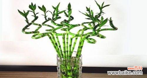 揭秘富贵竹的吉祥意义和摆放要点 探秘富贵竹的风水象征与禁忌