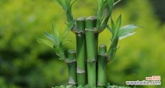 富贵竹的风水福泽与养护 富贵竹的风水寓意与作用