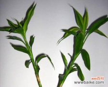 揭示富贵竹开花的好与不好 富贵竹开花的风水寓意