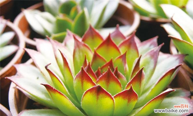 佛莲花的精神象征与美学价值 佛莲花的象征意义及启示