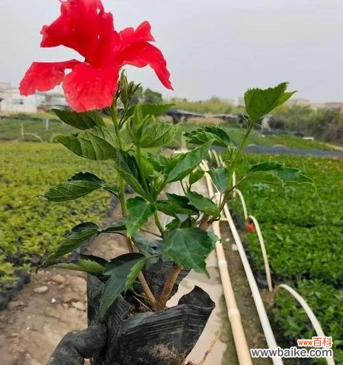 探索扶桑花在风水中的神秘力量 扶桑花风水寓意与作用