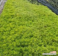 探寻佛甲草的深层含义 佛甲草之花语与寓意——开启内心的平静与智慧