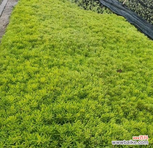 探寻佛甲草的深层含义 佛甲草之花语与寓意——开启内心的平静与智慧