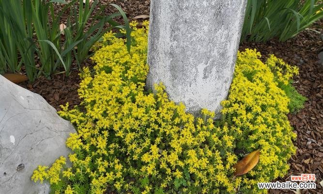 探寻佛甲草的深层含义 佛甲草之花语与寓意——开启内心的平静与智慧