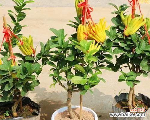 探寻佛手在佛教文化中的重要地位 佛手的象征意义与传承