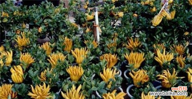 探寻佛手在佛教文化中的重要地位 佛手的象征意义与传承