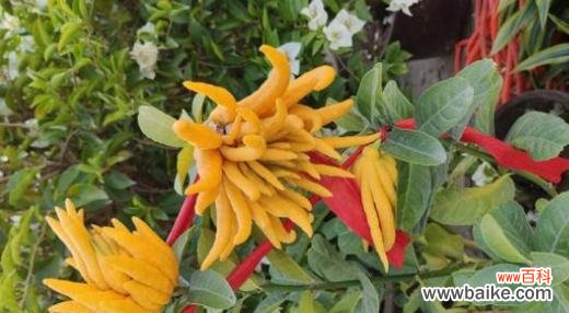 探寻佛手在佛教文化中的重要地位 佛手的象征意义与传承