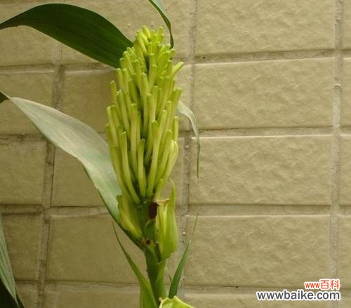 探索富贵树开花的意义与魅力 富贵树开花的神奇之处