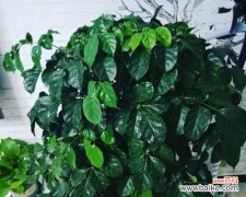 探索富贵树开花的意义与魅力 富贵树开花的神奇之处