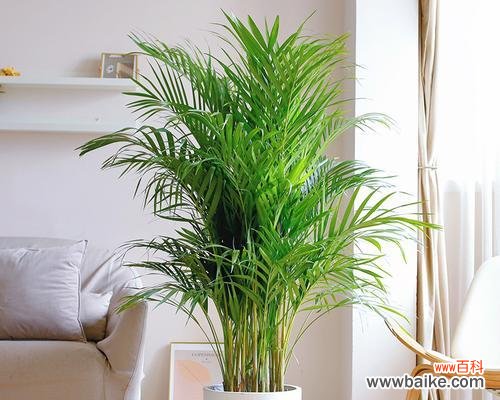 为家居带来好运的风水植物-富贵椰子 富贵椰子的风水寓意与摆放位置