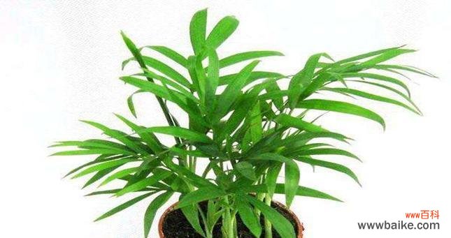 为家居带来好运的风水植物-富贵椰子 富贵椰子的风水寓意与摆放位置