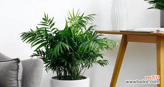 富贵椰子的寓意与风水摆放方法详解 富贵椰子的风水象征与摆放禁忌