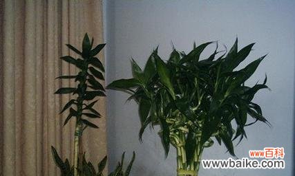 富贵椰子的寓意与风水摆放方法详解 富贵椰子的风水象征与摆放禁忌