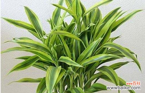 探究富贵竹在东方文化中的象征意义与应用 富贵竹的象征意义及其文化内涵