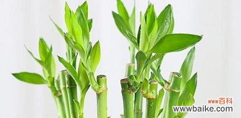 探究富贵竹在东方文化中的象征意义与应用 富贵竹的象征意义及其文化内涵