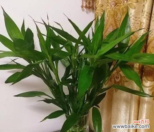 探究富贵竹的寓意 富贵竹的象征与意义