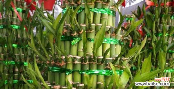 探究富贵竹的寓意 富贵竹的象征与意义