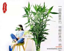 探寻富贵竹开花的奥秘与寓意 富贵竹开花的预示与意义