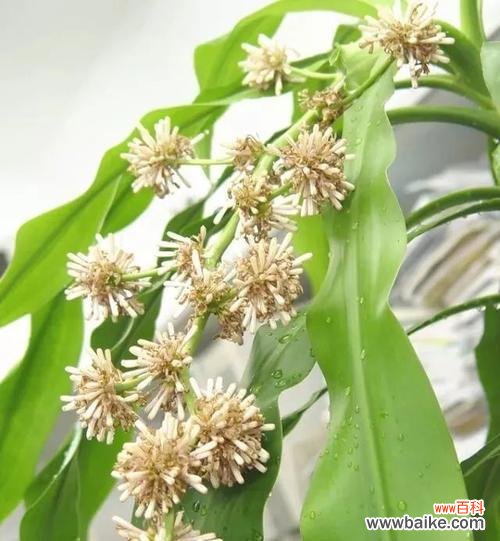 福寿双全 富贵竹开花