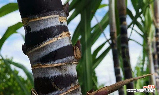探寻甘蔗开花的神秘面纱 甘蔗开花的预兆与寓意