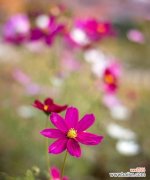 探寻格桑花背后的文化意义与历史传承 格桑花