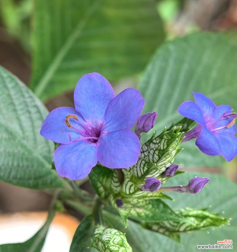 送爸爸蓝色花有什么寓意?蓝色花代表的意义是什么?