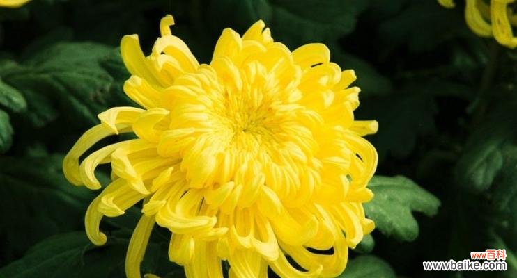 重阳节花语是什么?重阳节适合送什么花?