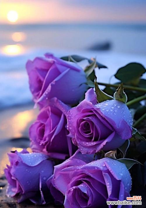 三只白色玫瑰花代表什么?它们的寓意是什么?