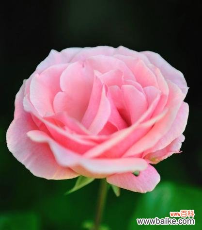 寓意比较好的粉色花是什么花？粉色花卉的吉祥寓意有哪些？