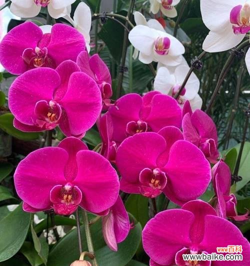 寓意比较好的粉色花是什么花？粉色花卉的吉祥寓意有哪些？