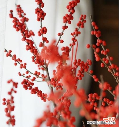 春节开什么花的寓意最好？春节花卉选择有哪些讲究？