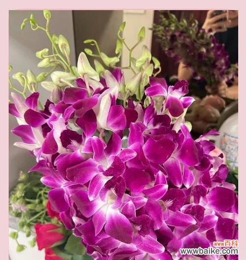 哪些花象征坚毅勇敢和幸福？