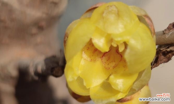 哪些花象征坚毅勇敢和幸福？