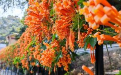 什么花象征好运？好运的花有哪些？