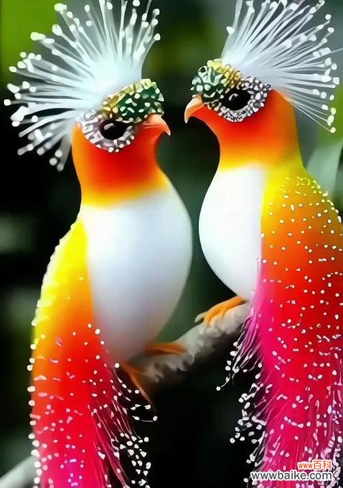 哪种花象征着爱情中的鸟?花与鸟的寓意有何联系?