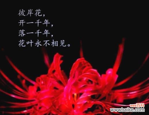 黄色彼岸花寓意着什么?它有什么特别含义?