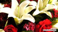 传递爱情与美丽的花朵 玫瑰花的象征与寓意