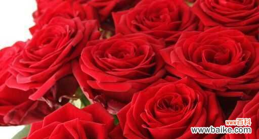 探索玫瑰花的文化内涵和深层意义 玫瑰花的意义及象征