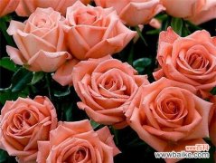 玫瑰花数量所代表的各种寓意 玫瑰花的意义与象征