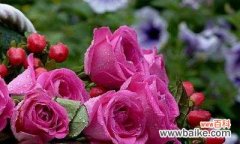 揭秘玫瑰花的象征意义及历史起源 玫瑰花的真正含义