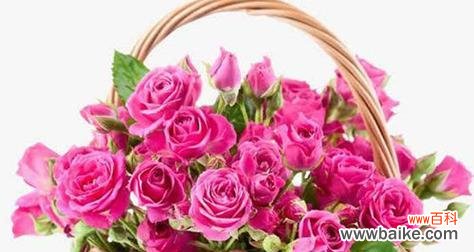 传递爱意的粉色花朵 19朵粉玫瑰花的花语