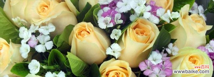 透过花语与象征 玫瑰花的花语与象征