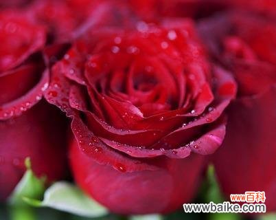 探究13朵玫瑰花背后的寓意和象征 13朵玫瑰花的含义及其象征