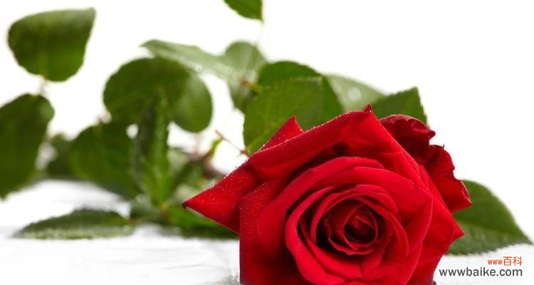 探究13朵玫瑰花背后的寓意和象征 13朵玫瑰花的含义及其象征