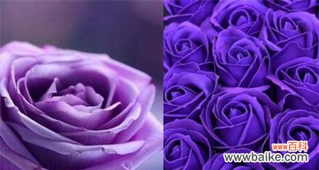 探究13朵玫瑰花背后的寓意和象征 13朵玫瑰花的含义及其象征