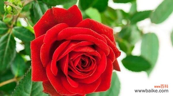 玫瑰花的美丽与深情 玫瑰花的象征意义与传说