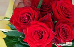 玫瑰花的美丽与深情 玫瑰花的象征意义与传说